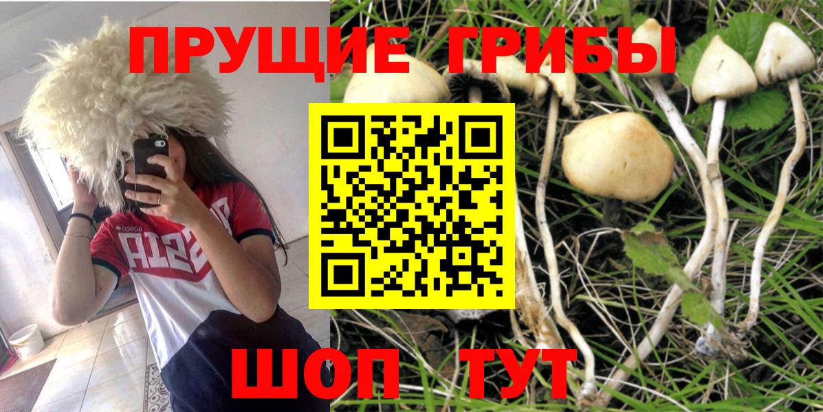 Галлюциногенные грибы MAGIC MUSHROOMS  Вход с VPN  Удомля  Галлюциногенные грибы Psilocybe 